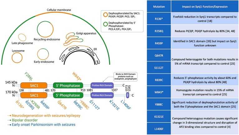 The domain structures and identified mutations of Synj1 isoforms.jpg